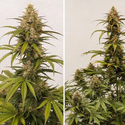 two pictures of a marijuana plant in two different stages of growth