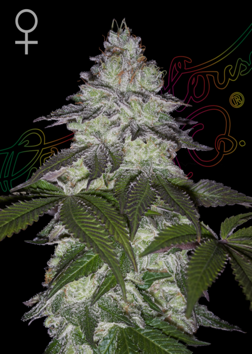 Milky Dreams Feminized