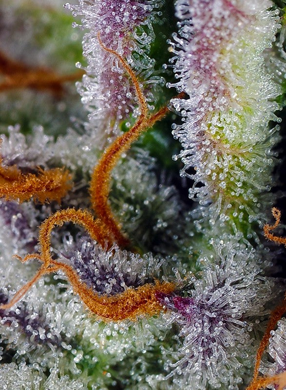 a close up of a plant with frost on it