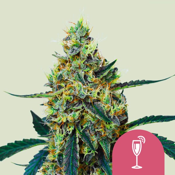 a marijuana plant with a glass of wine next to it