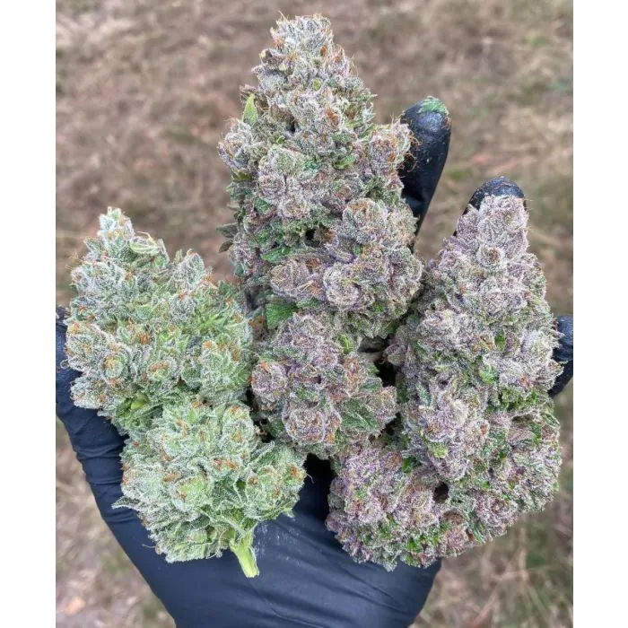 a hand holding a bunch of purple flowers