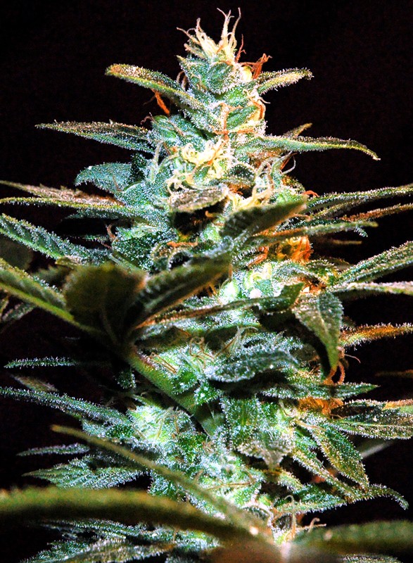 NYC Diesel - Feminized