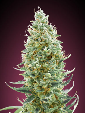 a close up of a marijuana plant on a purple background