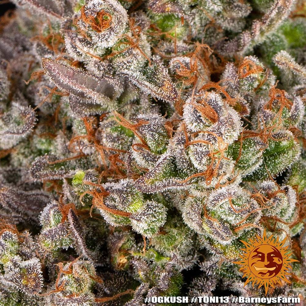 a close up of a marijuana plant