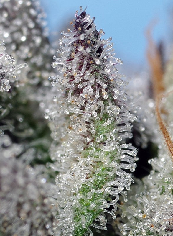 a close up of a plant with water droplets on it