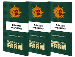 a set of three orange sherbet books
