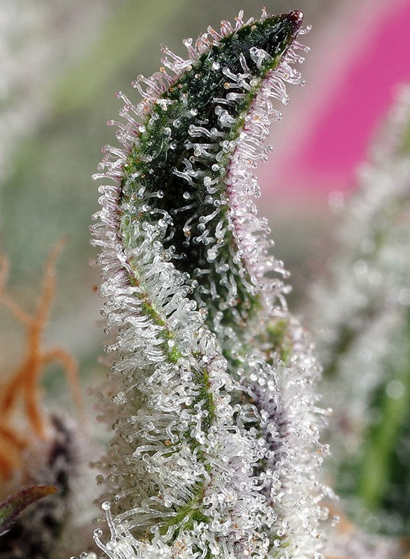 a close up of a plant with frost on it