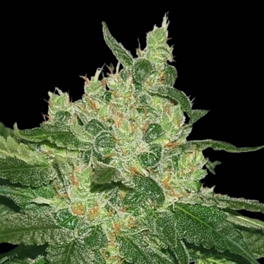Afghan x Haze - Photo FEM