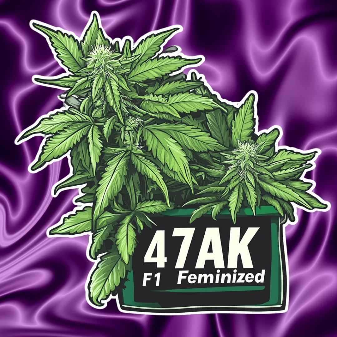 Ak47 F1 - Photo FEM