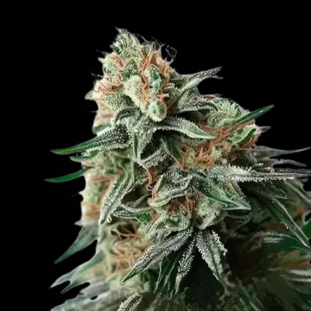 Amnesia Bubba F1 - Auto Fem