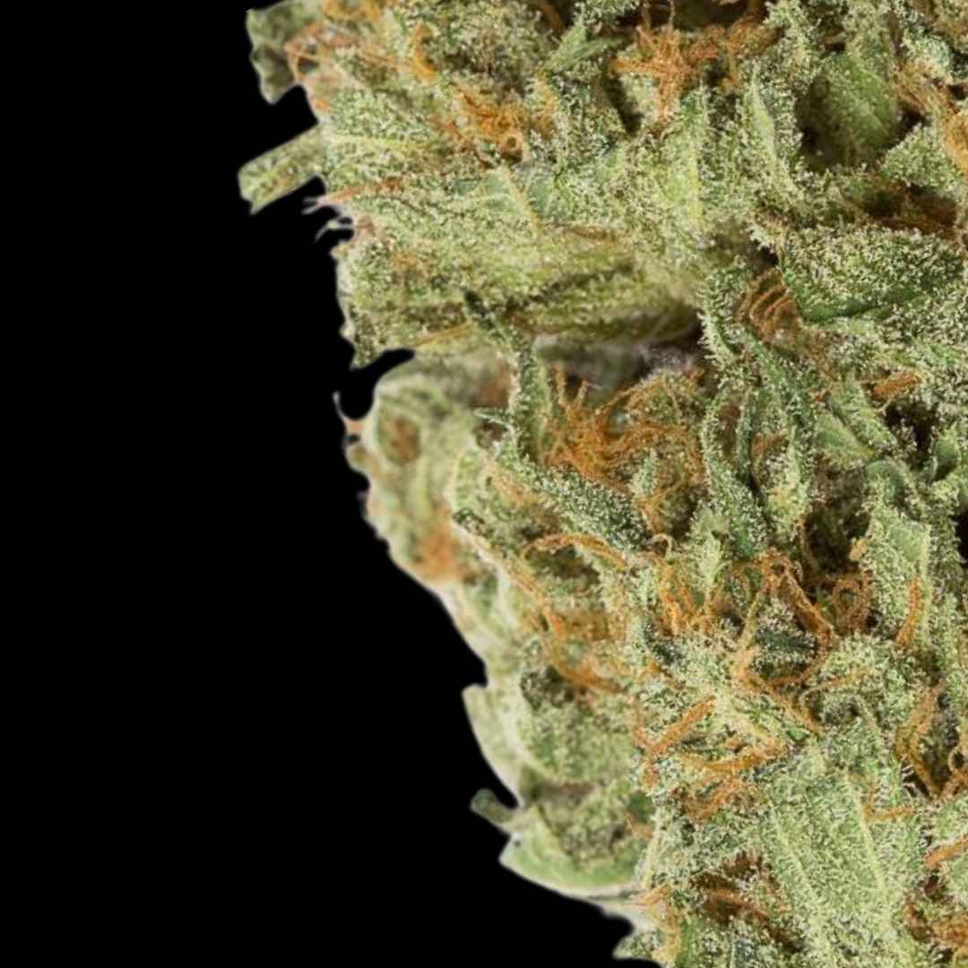 Amnesia Bubba F1 - Auto Fem