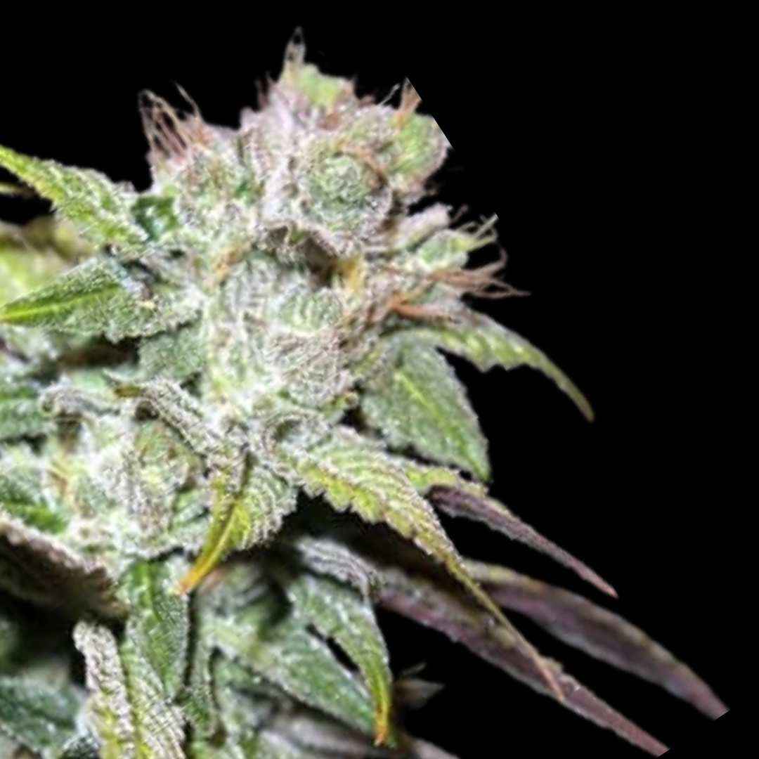 Auto CheeseCake - Auto FEM