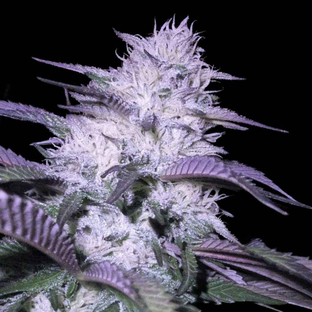 Auto Godfather OG - Auto FEM