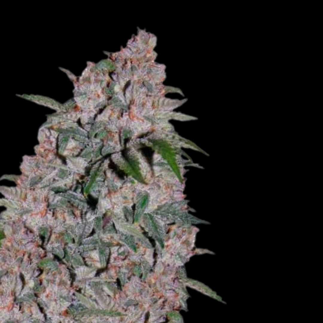 Berry Zkittlez - Photo FEM