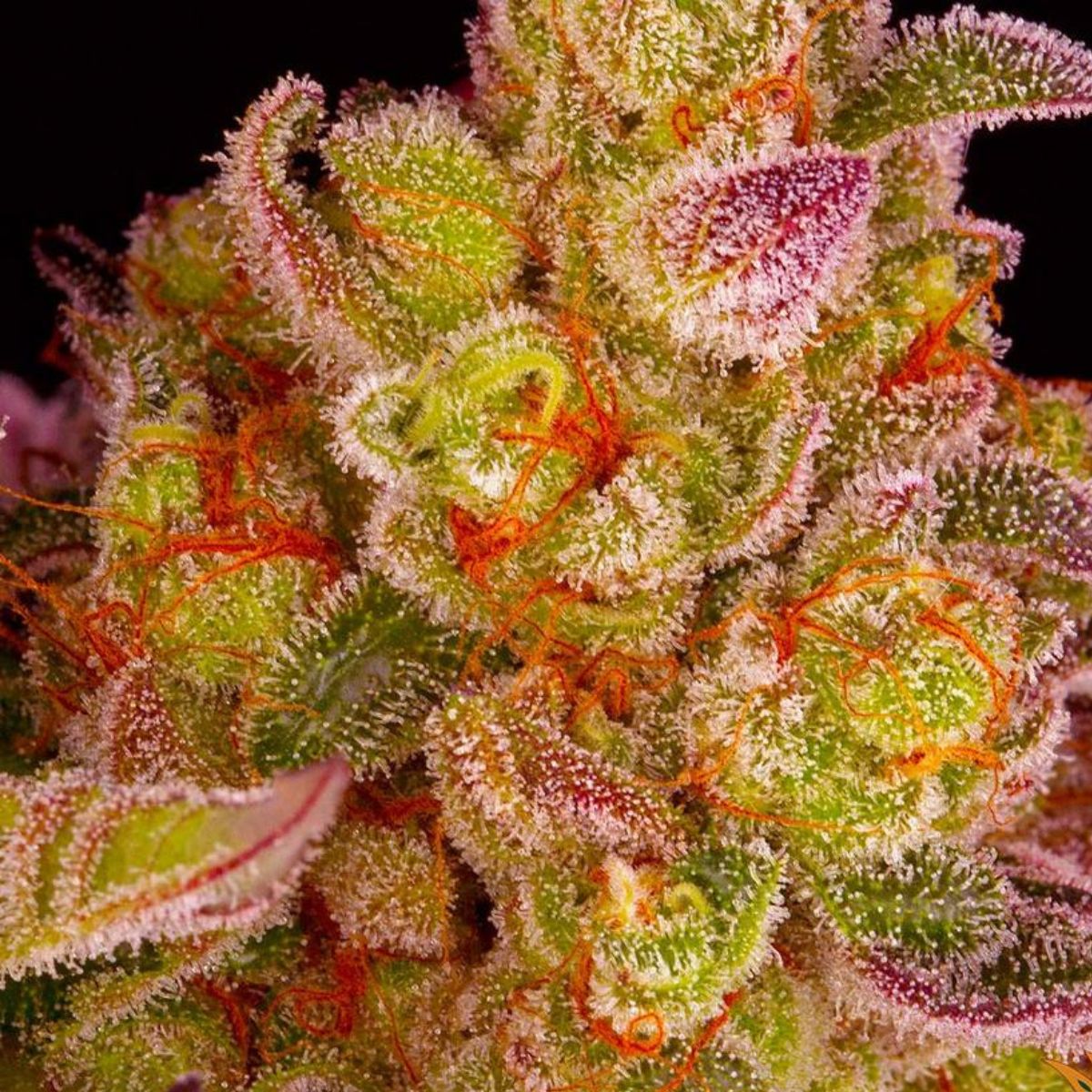 Extreme closeup of a Biscotti Mintz bud showing sparkling trichomes and bright orange hairs. The image is set on a black background.