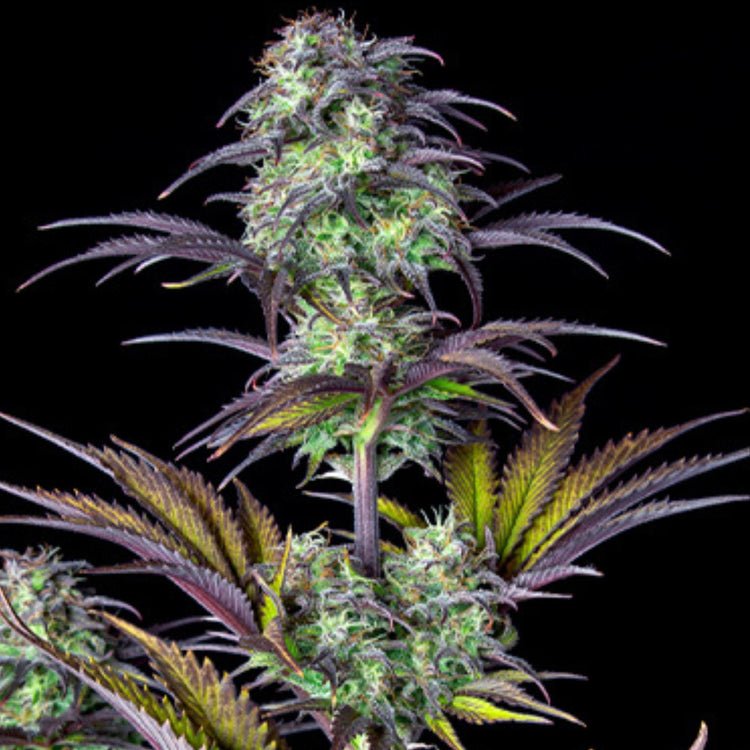 longshot of a Blackberry Moonrocks cola showing purpled leaf edges, set against a black background.