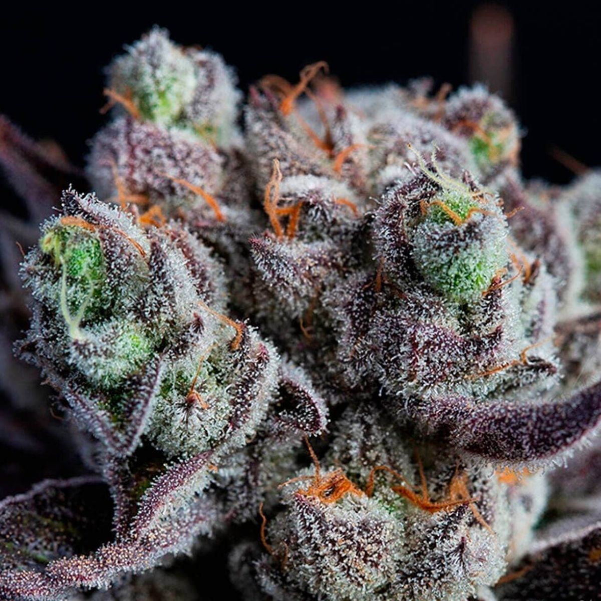 Extreme closeup of a Blackberry Moonrocks bud showing dense trichome coverage.