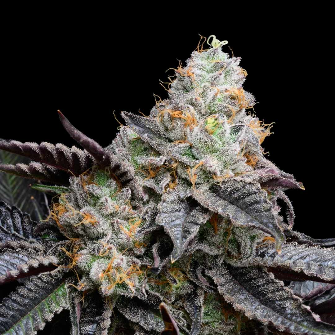 Bubble Gum Sherbet - Photo FEM