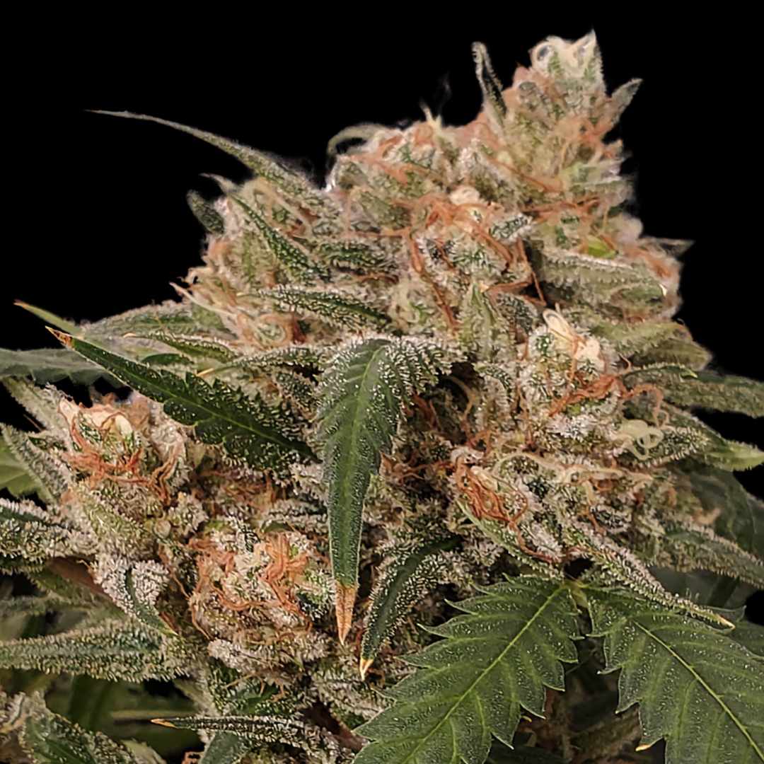 Critical Kush - Photo FEM