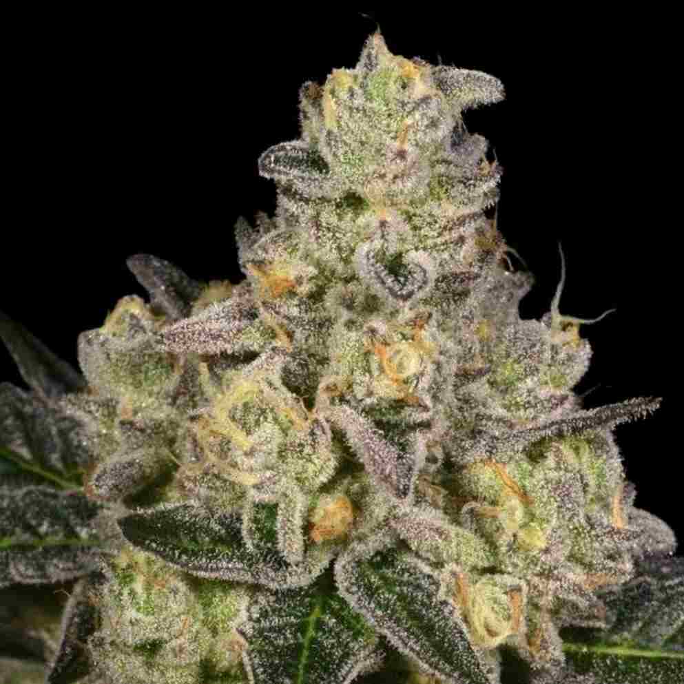 Wedding Cake x Do-Si-Dos (Do-Si Cake) - Photo FEM