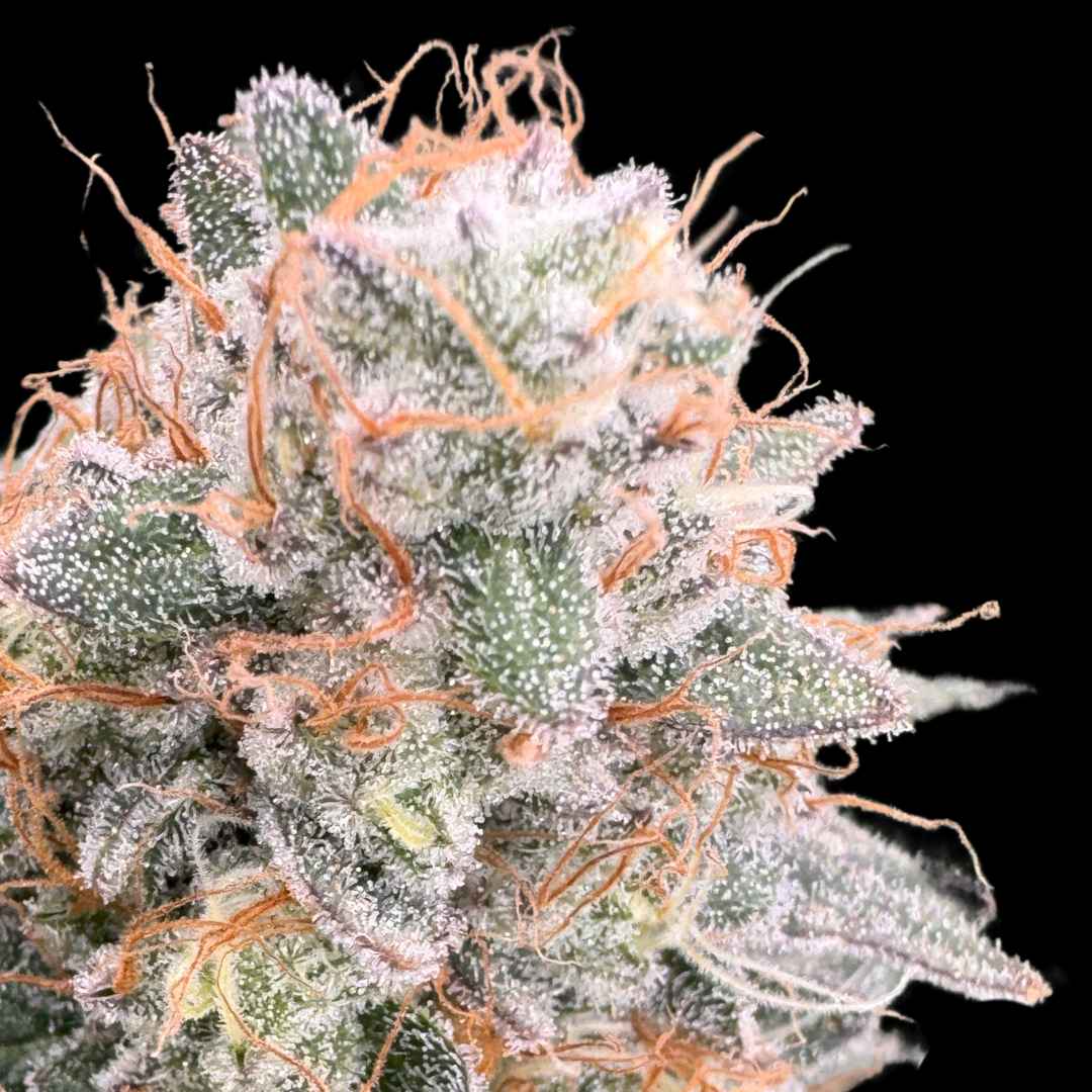 Ghost Train Haze x Pellezino - Photo FEM