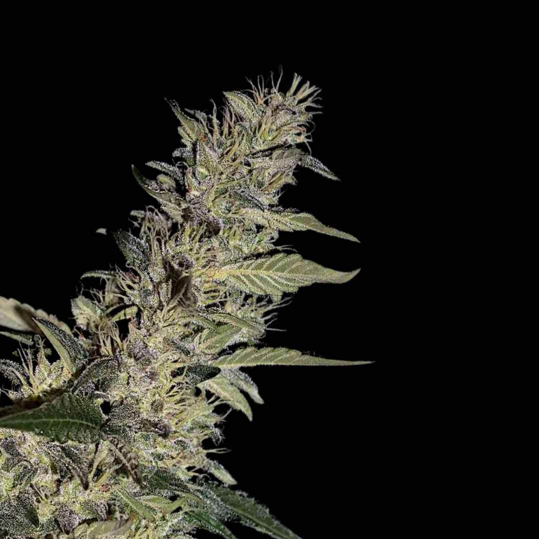 Gorilla Glue F1 - Auto Fem