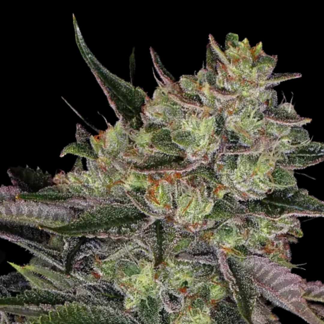 Gorilla Zkittlez - Photo FEM