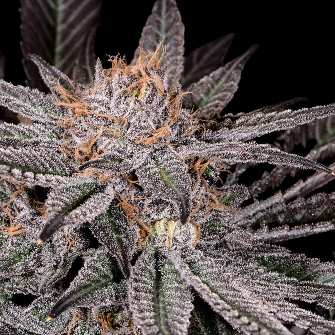 Grape Ape - Photo FEM