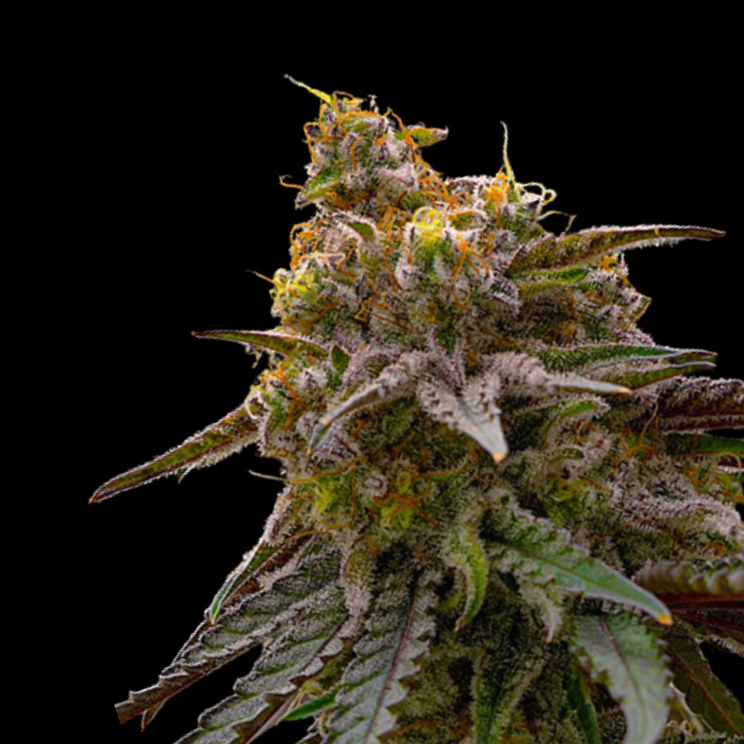 Mac & Cheese - Photo FEM