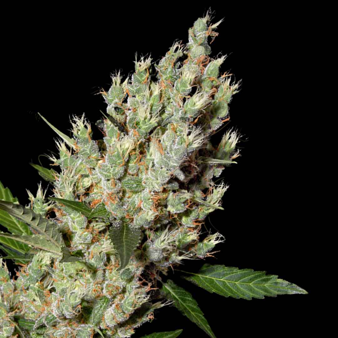 Moby Dick - Photo FEM