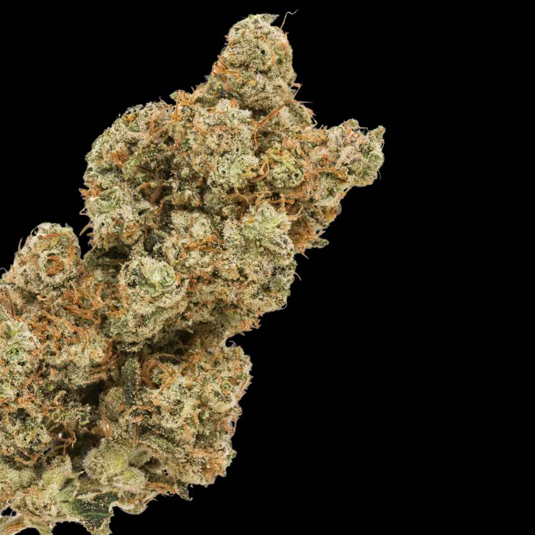 Moby Dick - Photo FEM