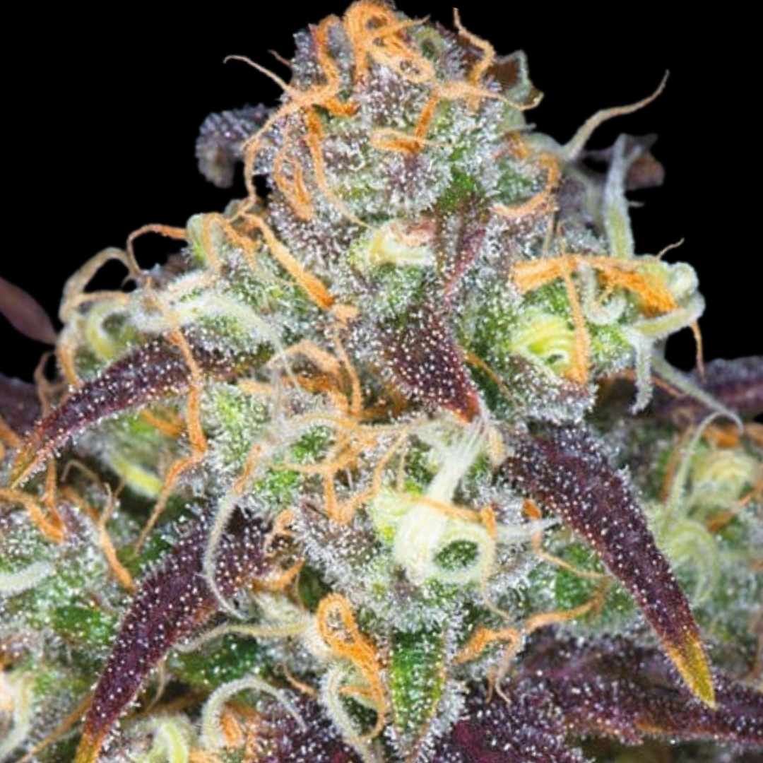 Mochalope- Photo FEM