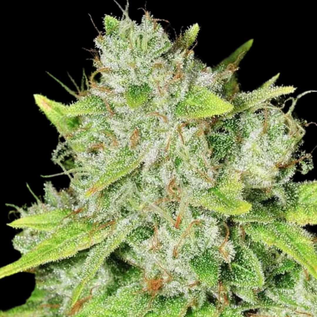 Original Glue - Photo FEM