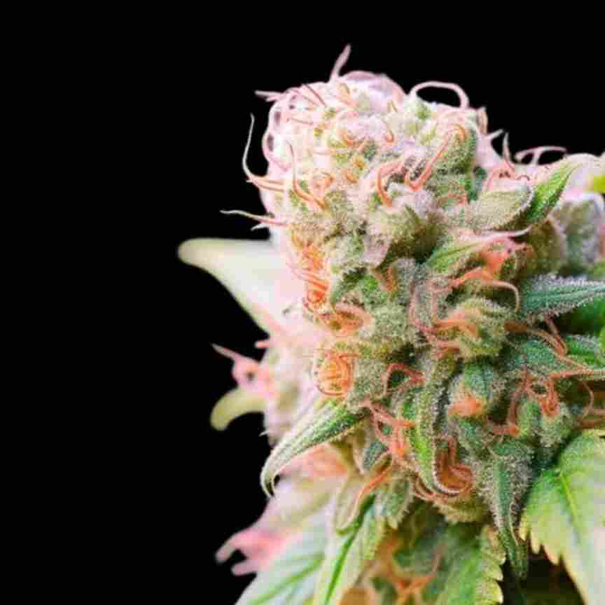 Auto Pink Runtz - Auto FEM