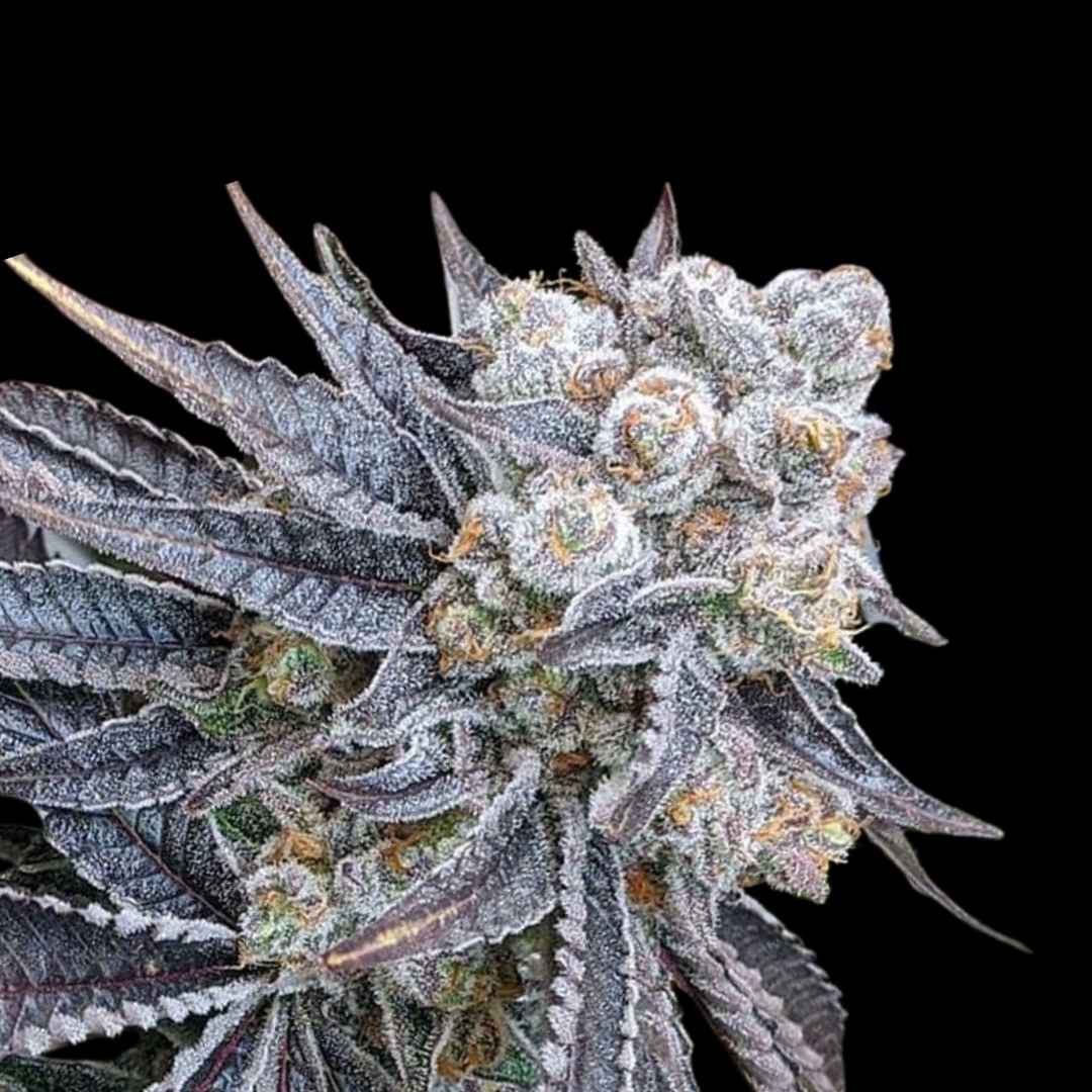 Auto Purple Gelato - Auto FEM