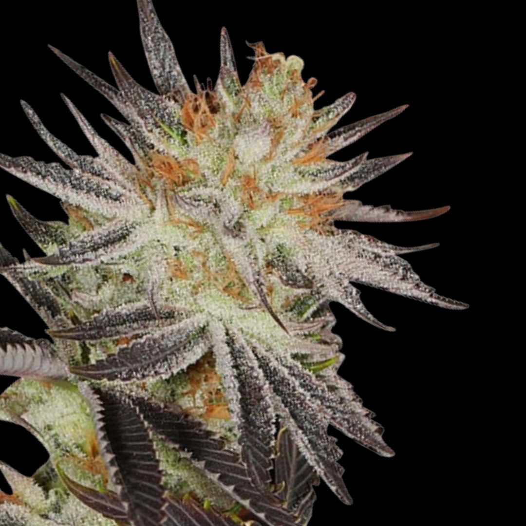 Purple Star Killer - Photo FEM