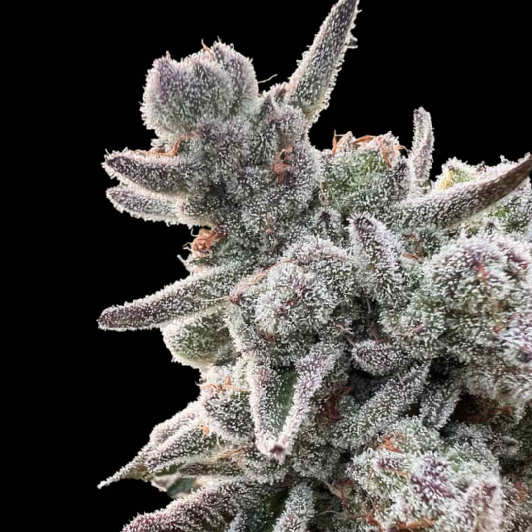 Rainbow Sherbet - Photo FEM