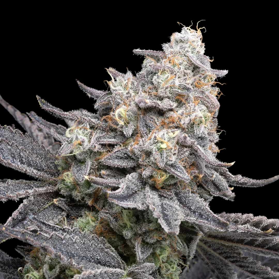 Sleepy Joe - Photo FEM