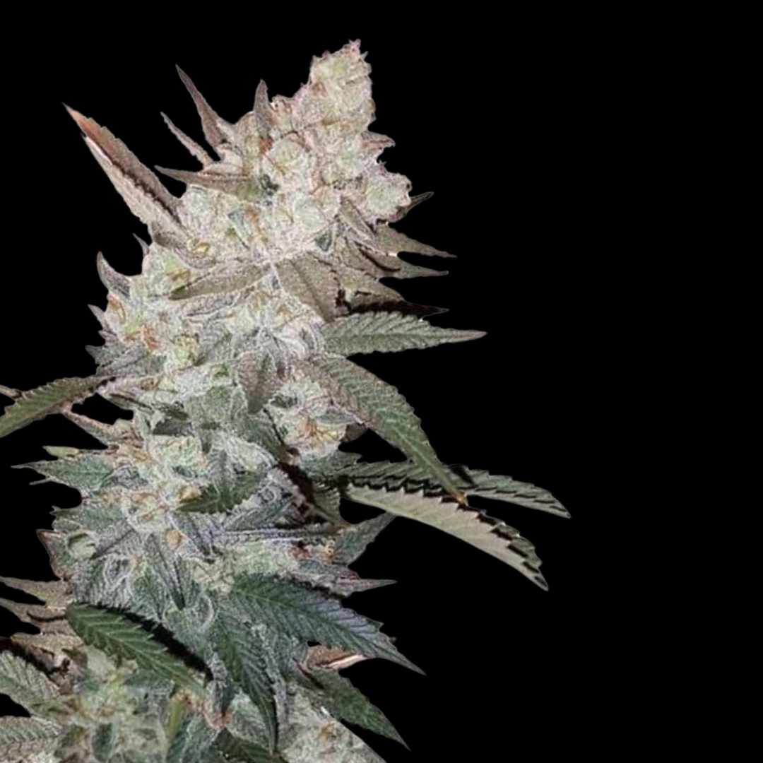 True OG - Photo FEM