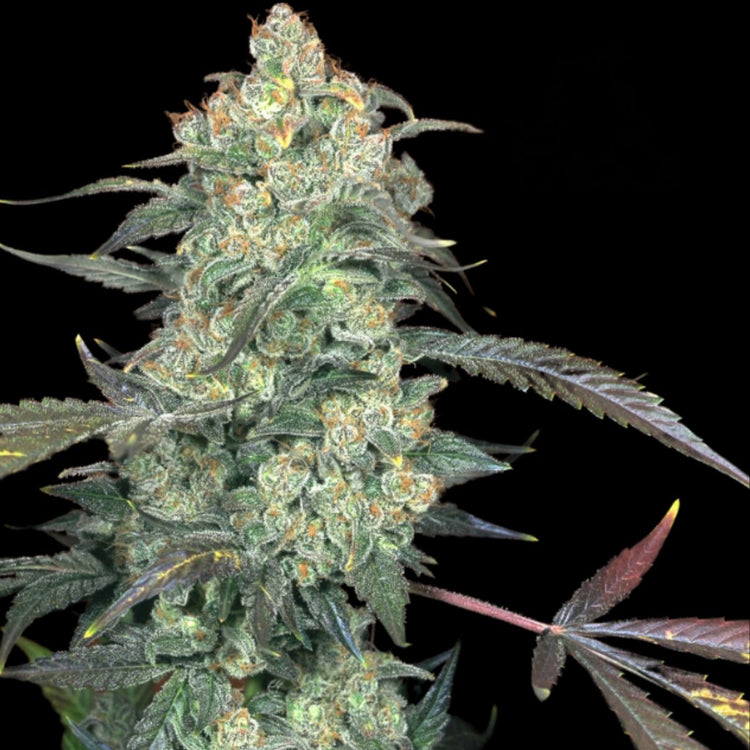 closeup of an AK47 photo fem F1 plant against a black background.