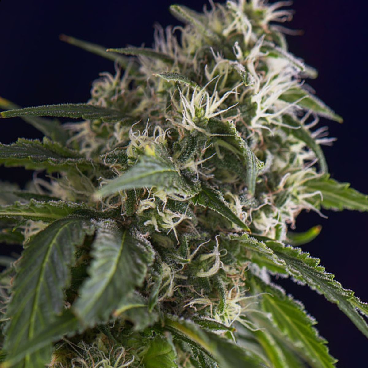 Closeup image of a Gorilla Sherbet photo fem bud, untrimmed, against a black backdrop. 