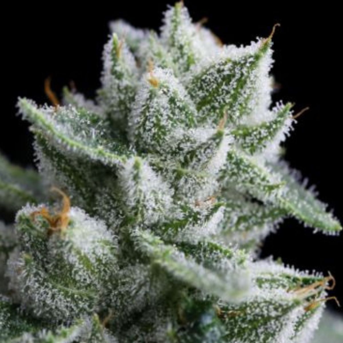 Extreme closeup of a RudeBoi OG photo fem bud showing orange hairs and bright green hues covered in sparkling white crystals. The image is set against a black backdrop. 