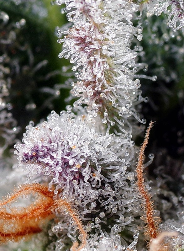 a close up of a plant with frost on it