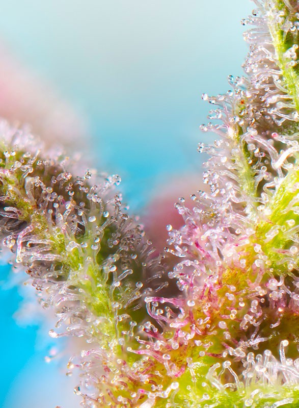 a close up of a plant with drops of water on it