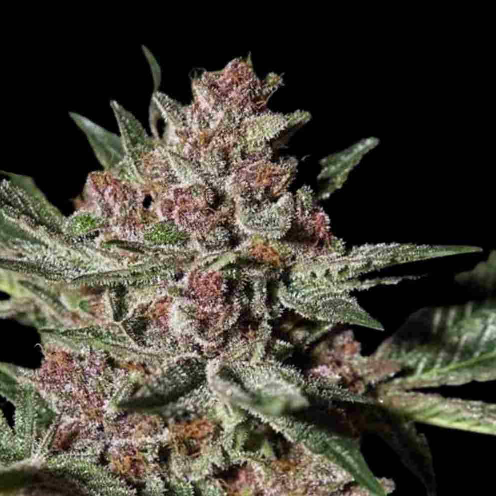 Purple Bubba Kush - Photo FEM