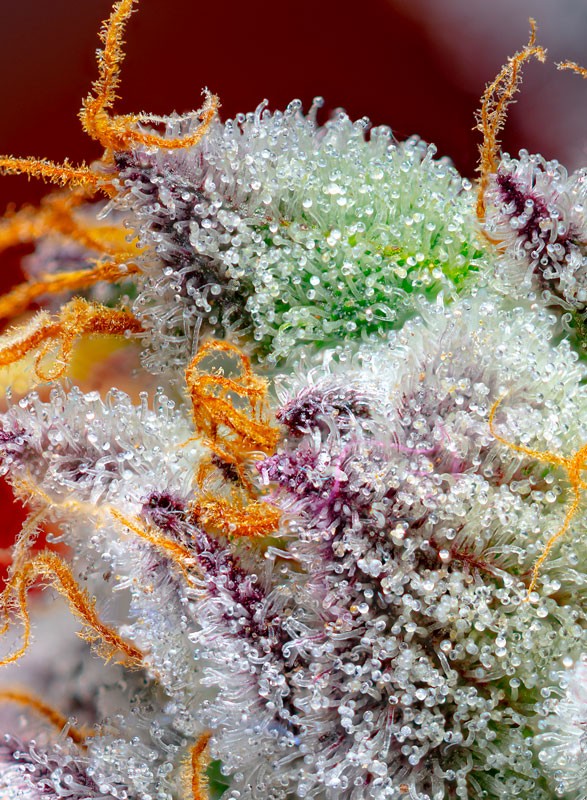 a close up of a plant with frost on it