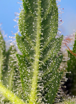 a close up of a green plant with drops of water on it