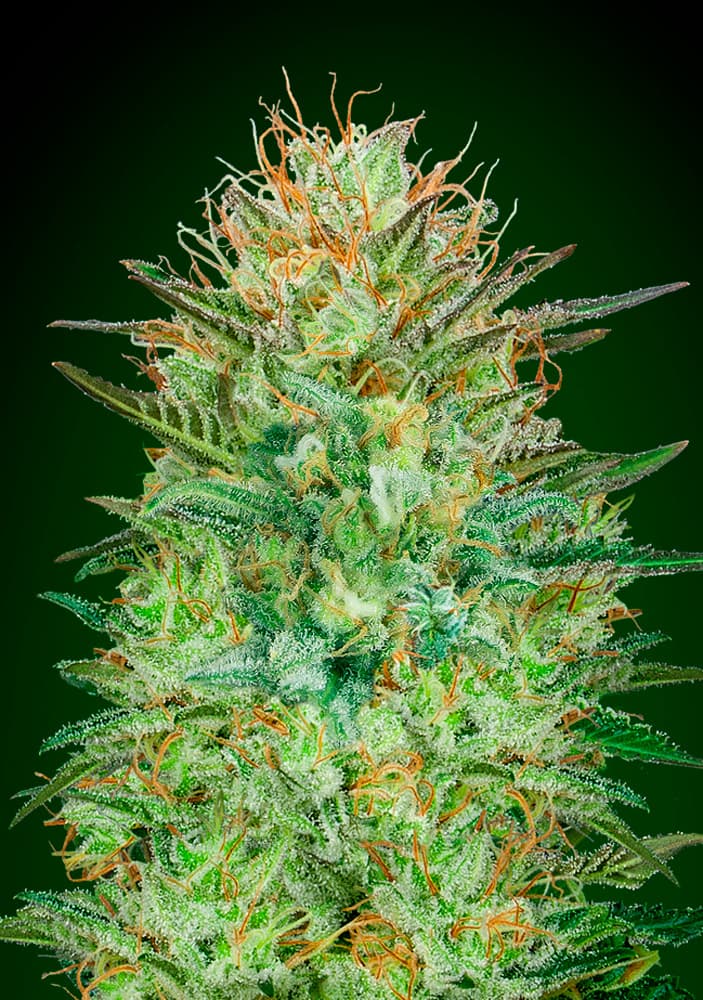 Sweet Critical Auto Fem