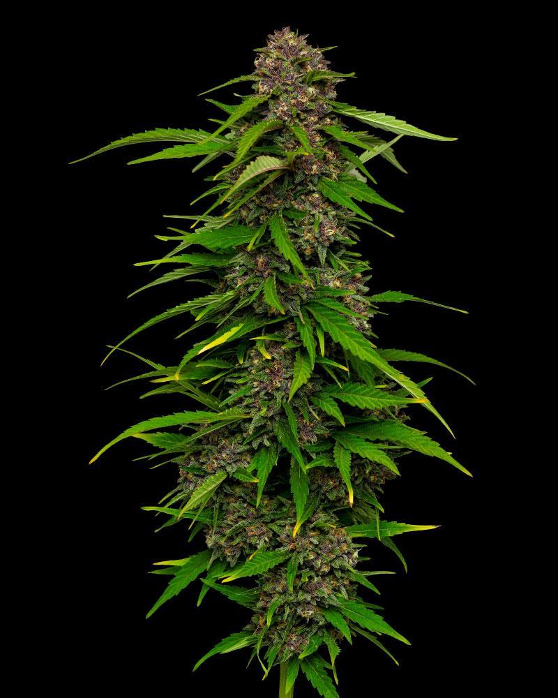 a marijuana plant is shown against a black background