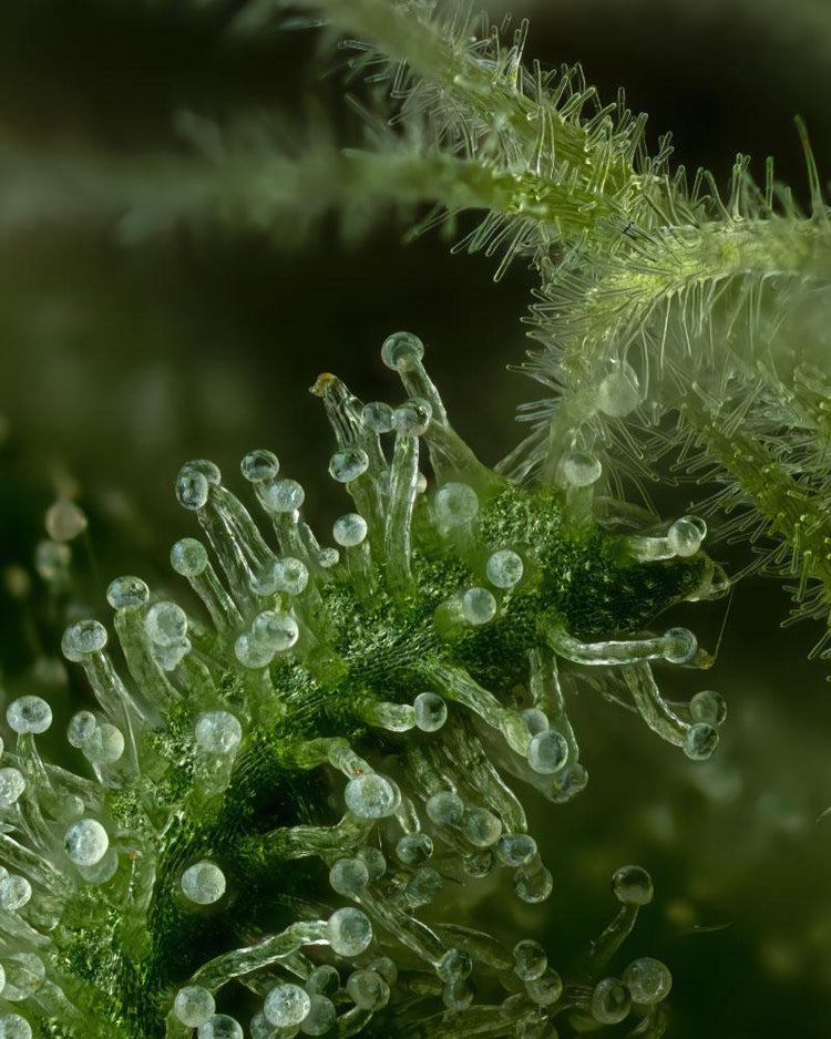 a close up of a plant with drops of water on it